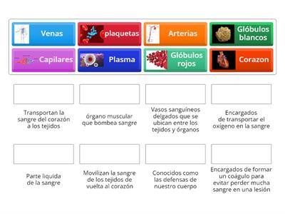  Sistema circulatorio