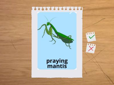 Flashcards: animals and insects 