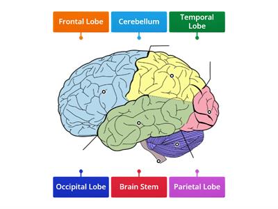 Parts of the Brain