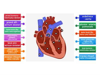 anatomie srdce