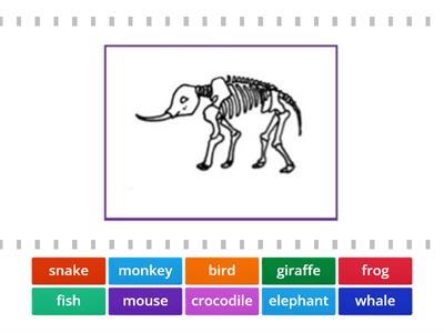 UNIT 8: THE ROBOT (ANIMAL SKELETON)