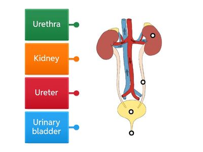 Urinary system