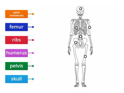 Skeleton (INT)