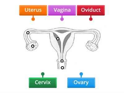 LSS: Female human reproductive system I