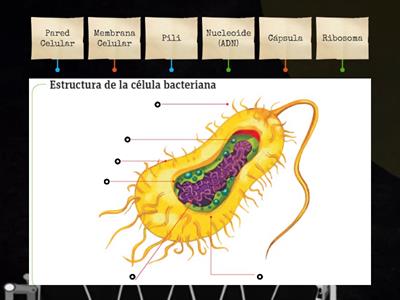 Estructura de la célula bacteriana