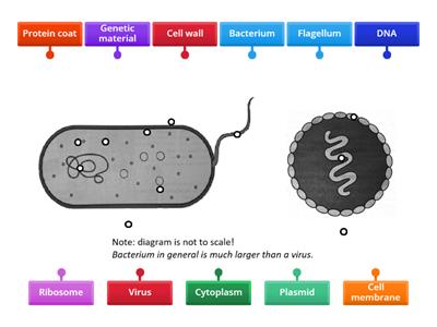 Bacterium and virus