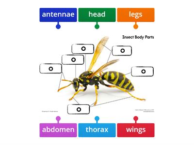 Parts of an Insect