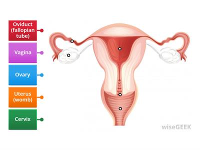 Female Reproductive System KS3