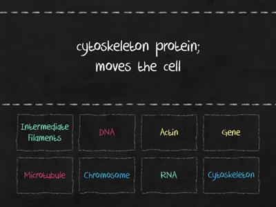 Cell Structures Misc Matching Game