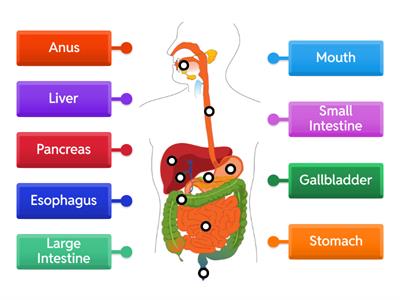Label the Digestive System updated