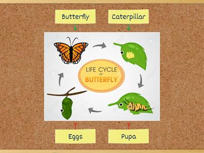 Life cycle of a butterfly 