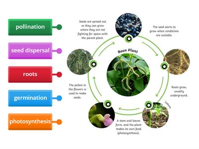  Life Cycles of a plant Year 5