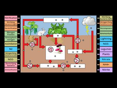 Nitrogen Cycle Quiz APES