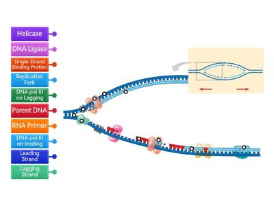 CCC Biology: DNA Replication