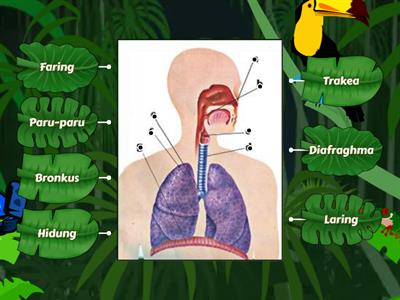 Organ Pernapasan Manusia