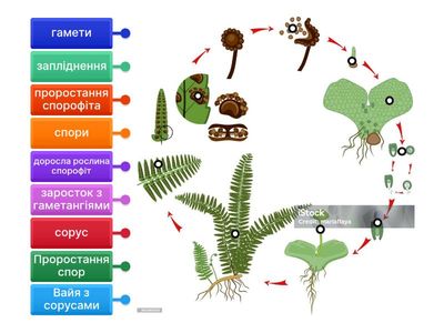 життєвий цикл папороті