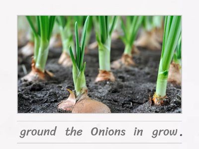 SUPERMINDS YEAR 1 Where Do They Grow?