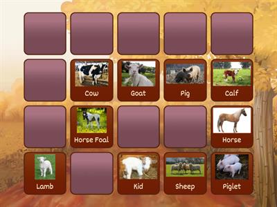Animals and Baby Animals