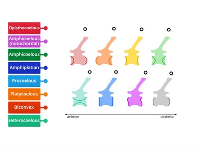 Vertebrae Types