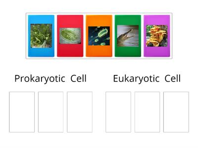 Prokaryotic vs. Eukaryotic Organism