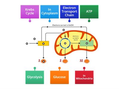 Cellular Respiration Diagram