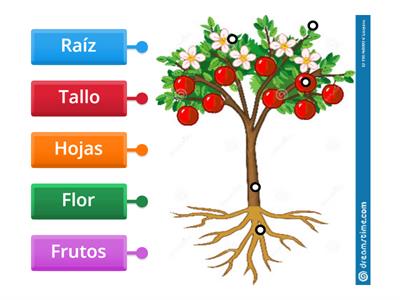 Partes de la planta