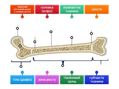Будова трубчастої кістки