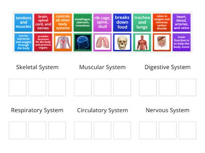Human Body Systems