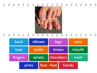 Parts of the body - Unit 4