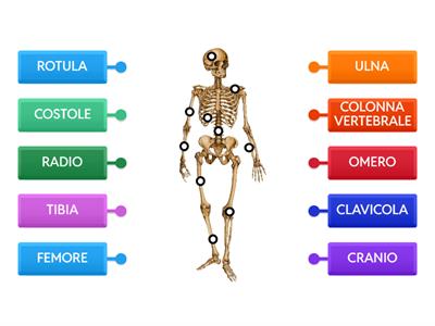 LO SCHELETRO UMANO - OSSA