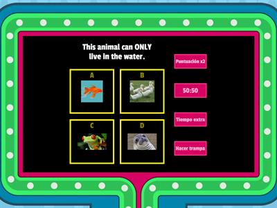 Animals Contest