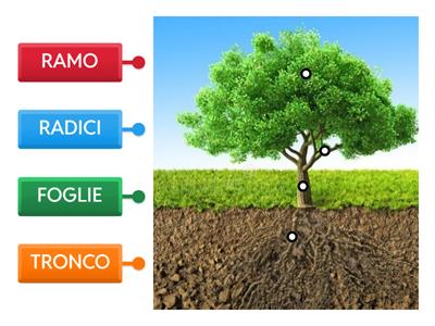 Le parti di un ALBERO