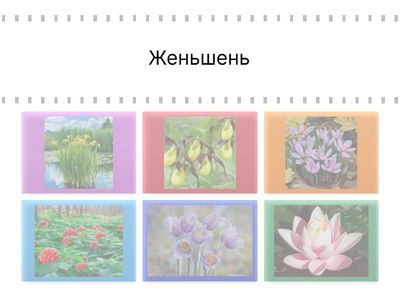 Назовите растение Красной книги России!