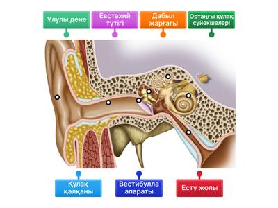 Кеуде дірілінің бейне жинағы