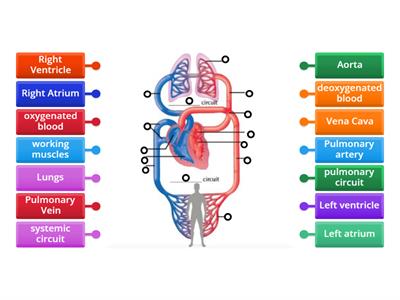 Label the Circulatory System