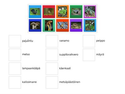 YM6.lk_lajituntemustesti1 CLIL su-ve