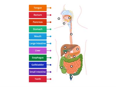 Digestive System