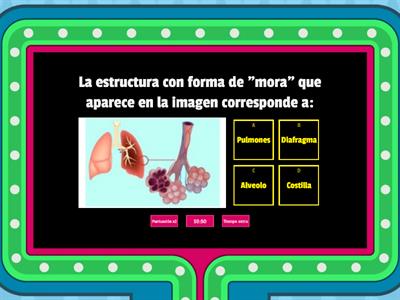   Sistema Respiratorio 