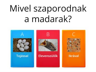 Madarak jellemzői