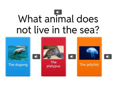 Quizz recap Australian animals