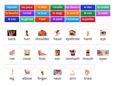 Les parties du corps