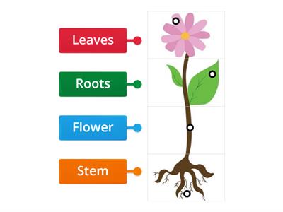 Parts of a plants