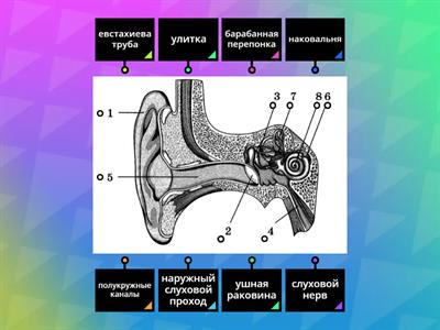 слуховой анализатор 1