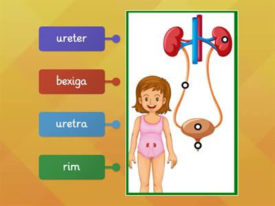 Sistema Excretor ou Urinário