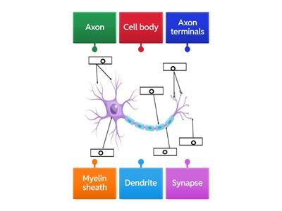 Neuron Labeling