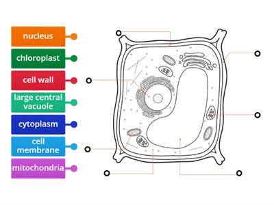 Label the Plant Cell