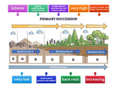 Primary Succession