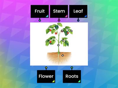 Parts of a Plant (Labellinng)