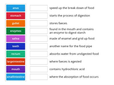 Digestive system Match up1