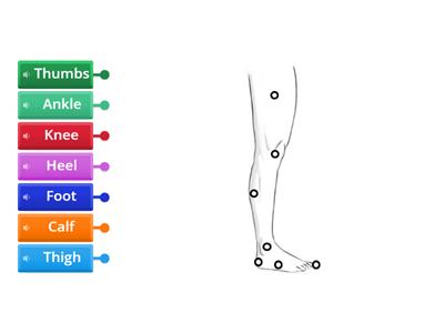 Popis nohy - Leg description